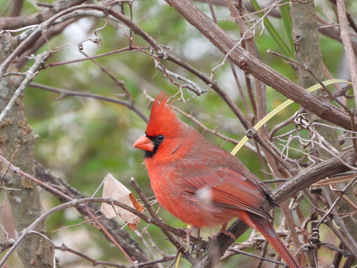 קרדינל צפוני - ML646945087