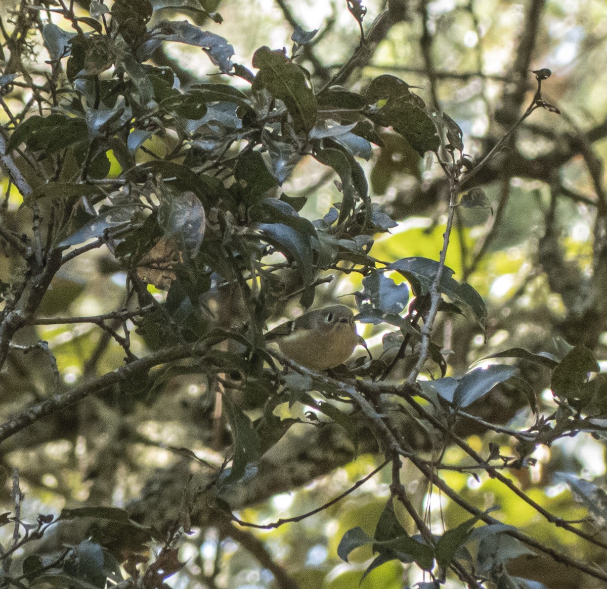 Hutton's Vireo - ML646945089