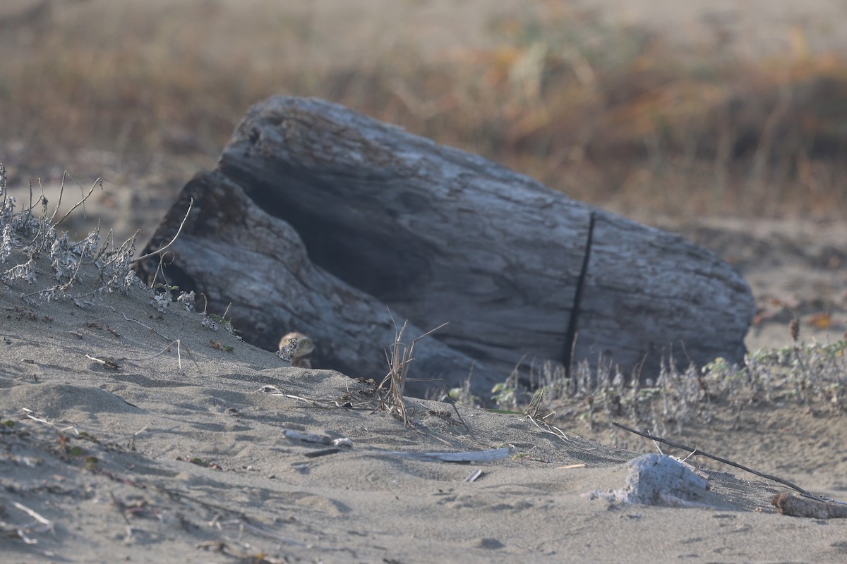 Chevêche des terriers - ML646945091