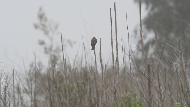 Eastern Phoebe - ML646945093
