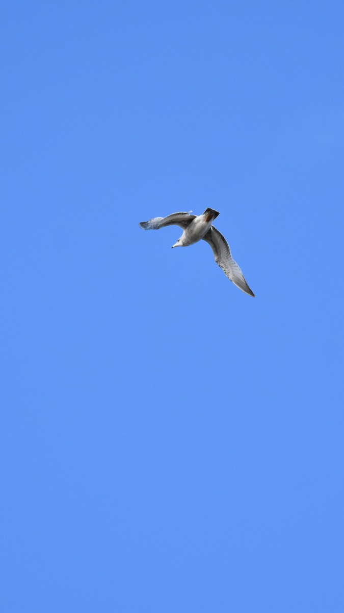 שחף עקוד-מקור - ML646945095