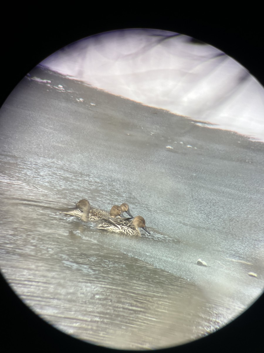 Northern Pintail - ML646945096