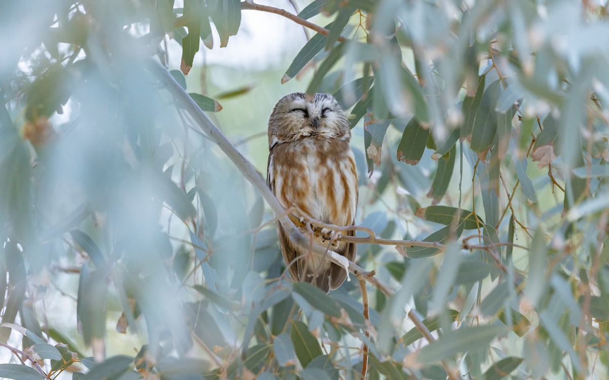 Northern Saw-whet Owl - ML646945097