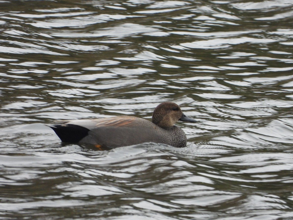 ברווז אפור - ML646945098