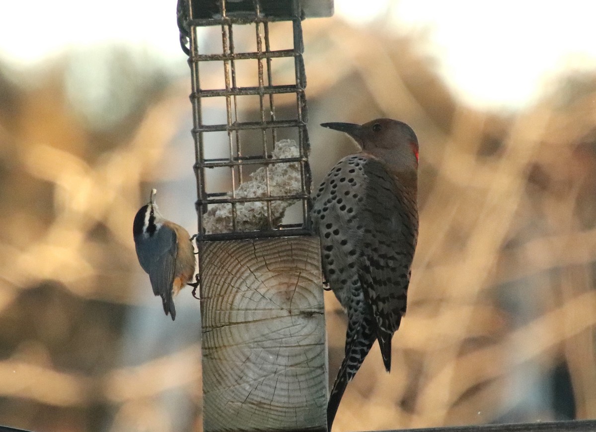 Northern Flicker - ML646945108
