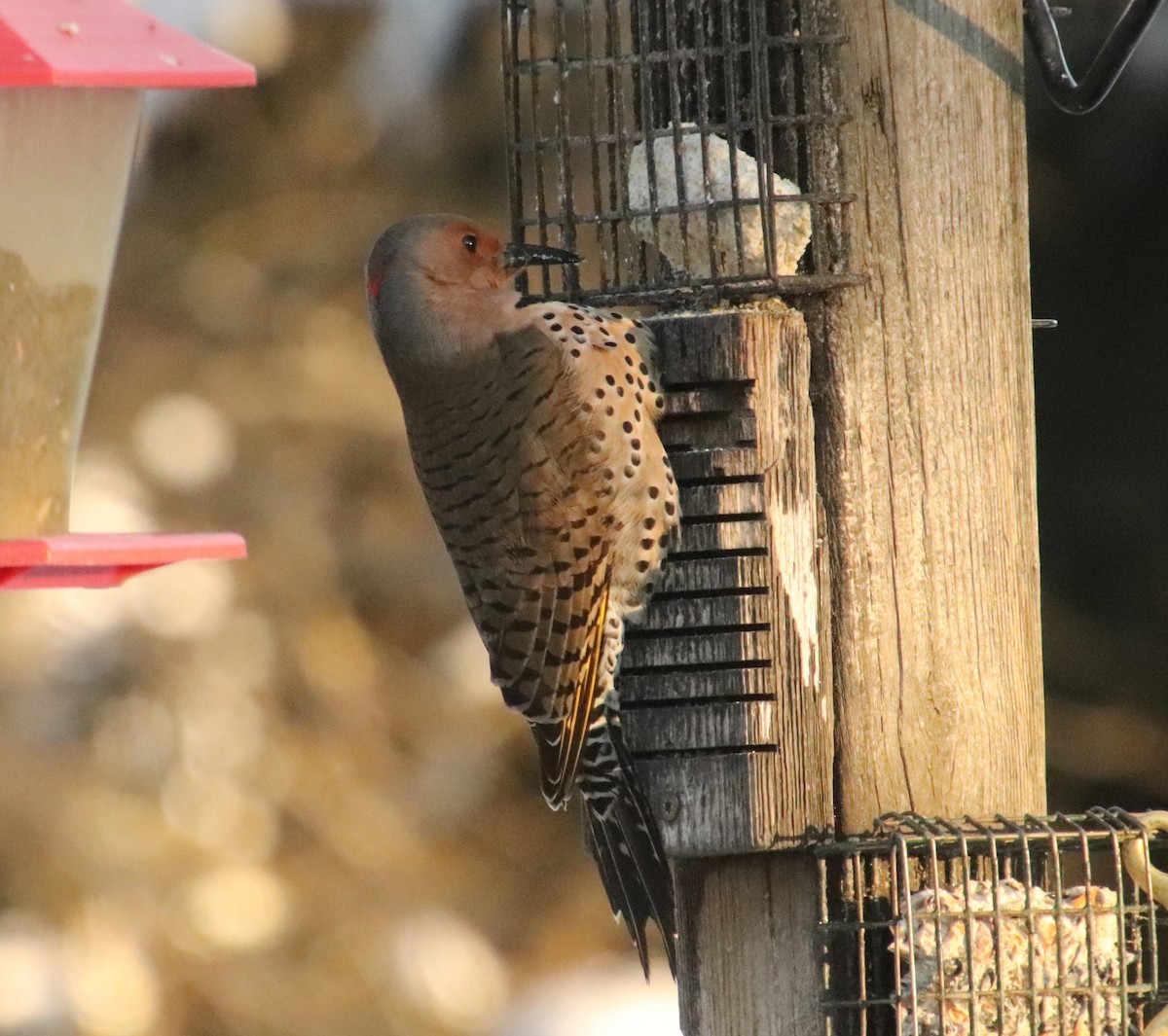 Northern Flicker - ML646945109