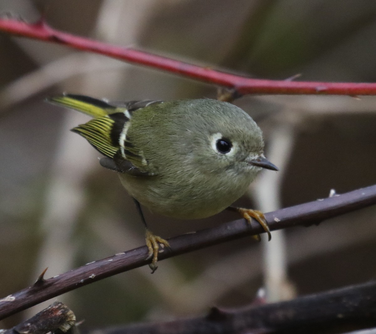 rubinfuglekonge - ML646945114