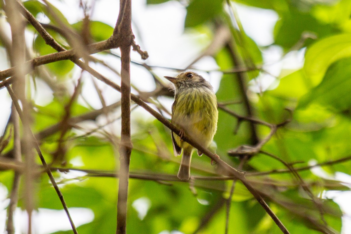 Eared Pygmy-Tyrant - ML646945115