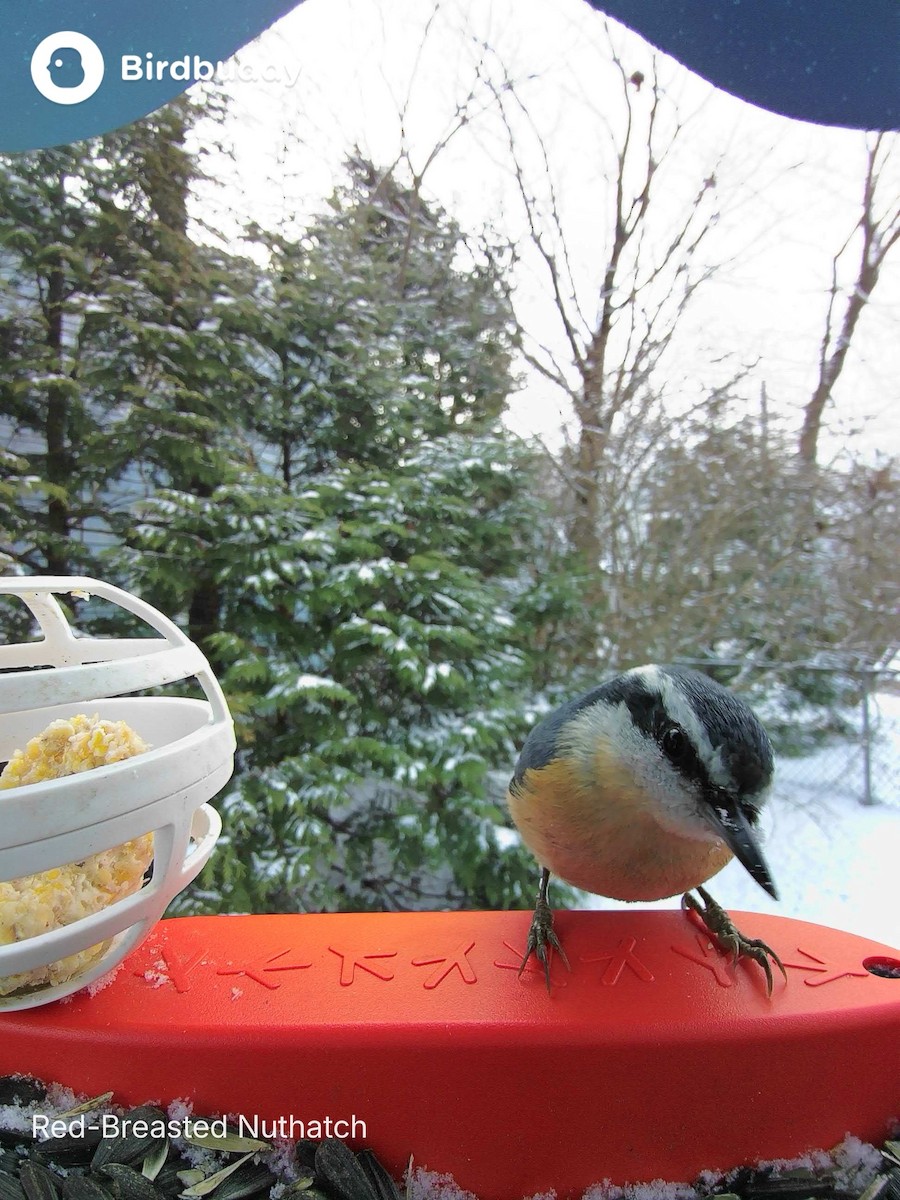 Red-breasted Nuthatch - ML646945118