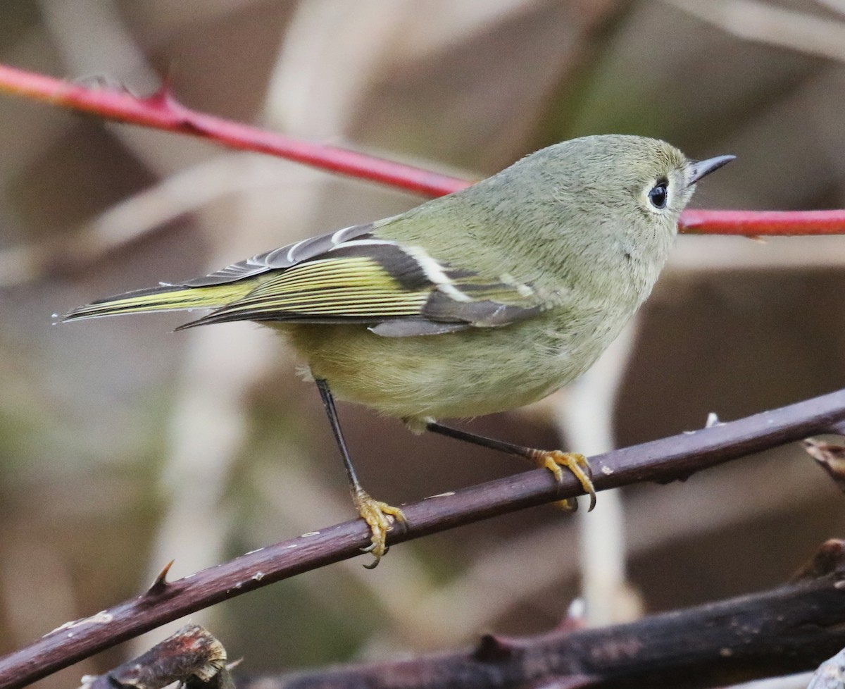 rubinfuglekonge - ML646945119