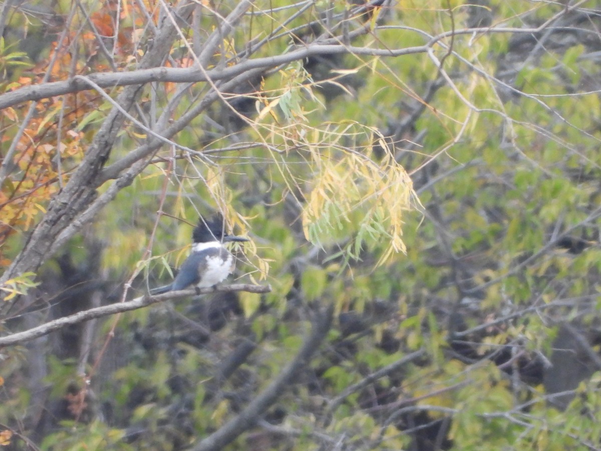 שלדג אמריקני - ML646945120