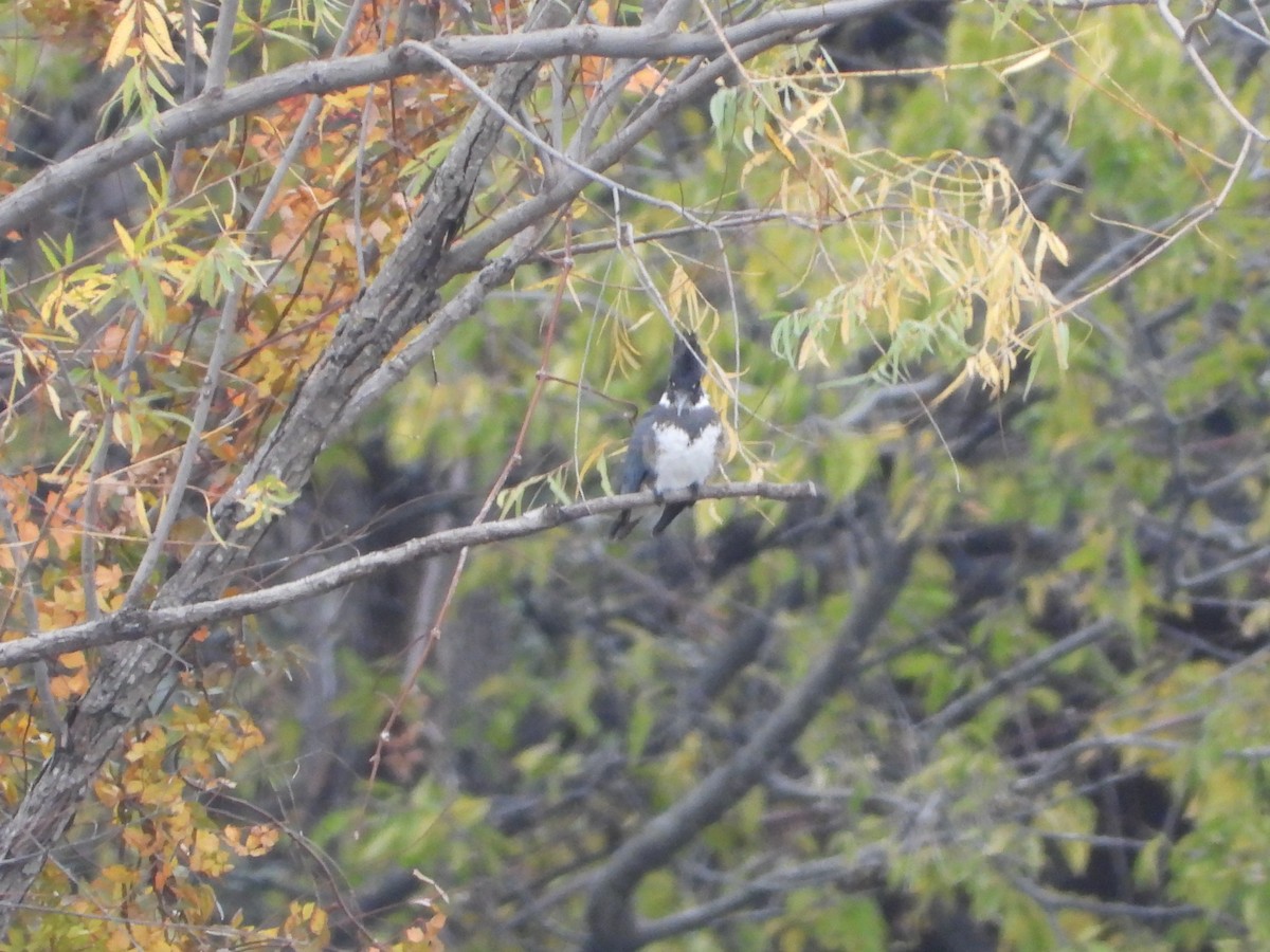 שלדג אמריקני - ML646945121