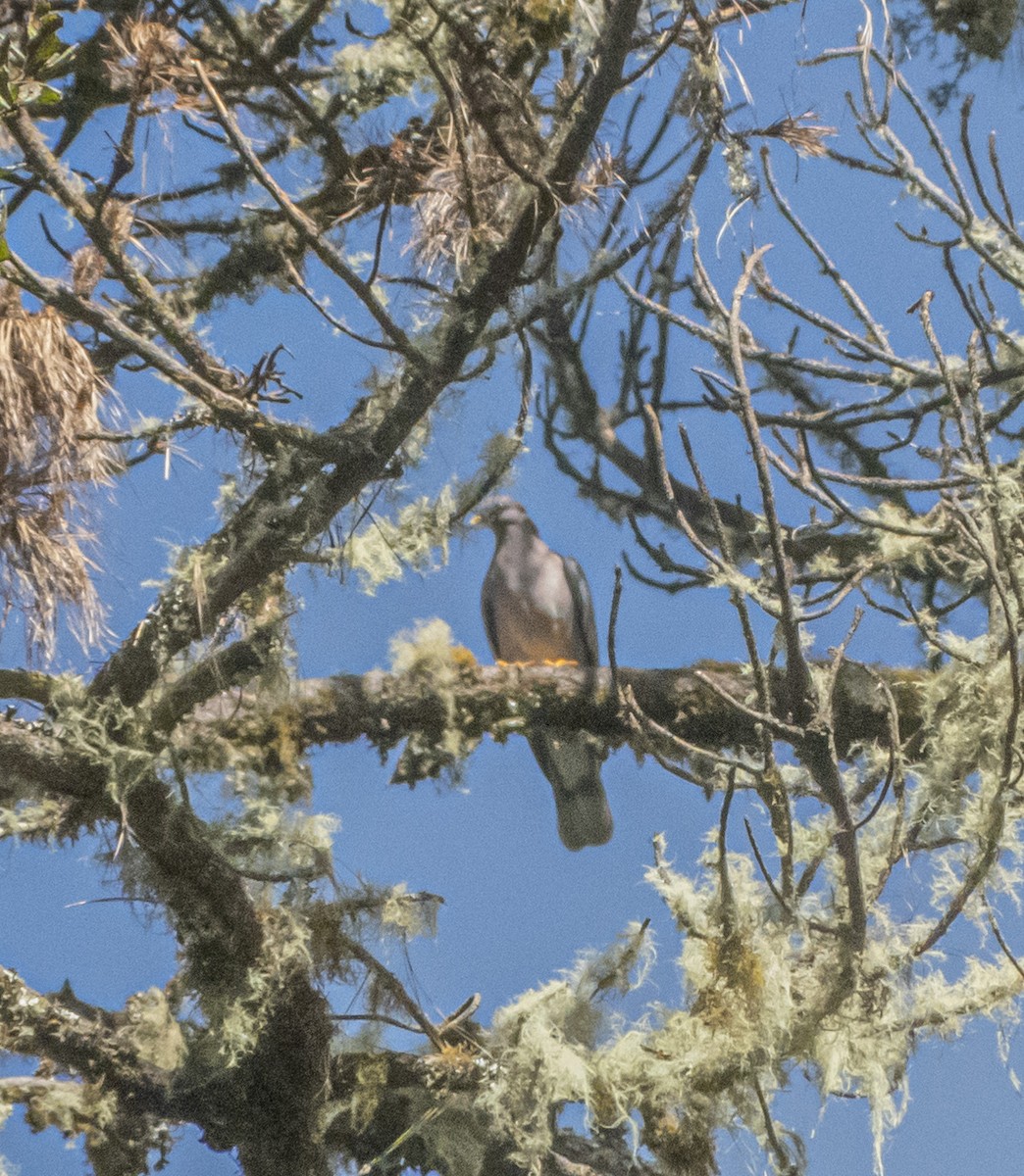 Band-tailed Pigeon - ML646945135