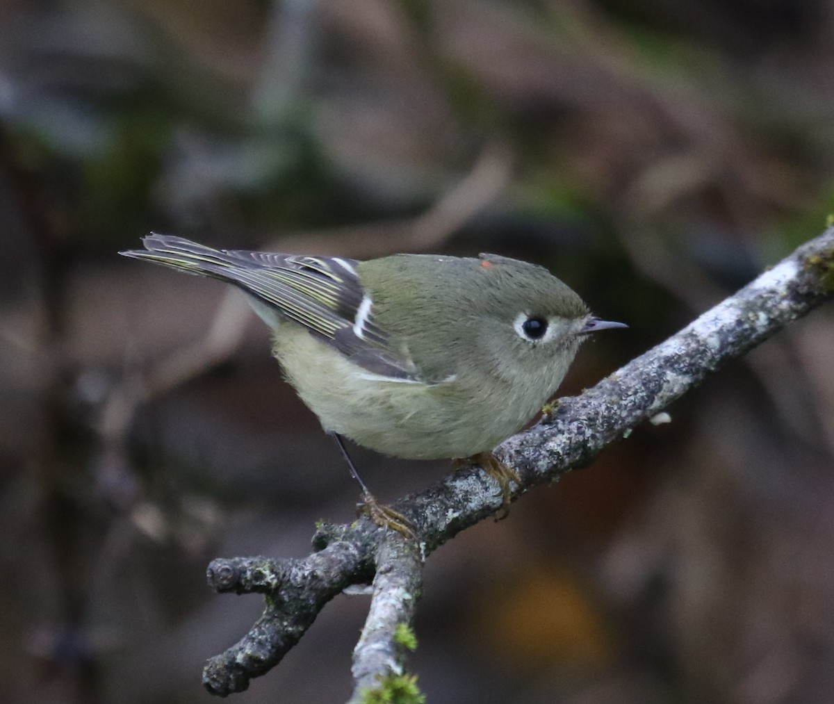 rubinfuglekonge - ML646945136