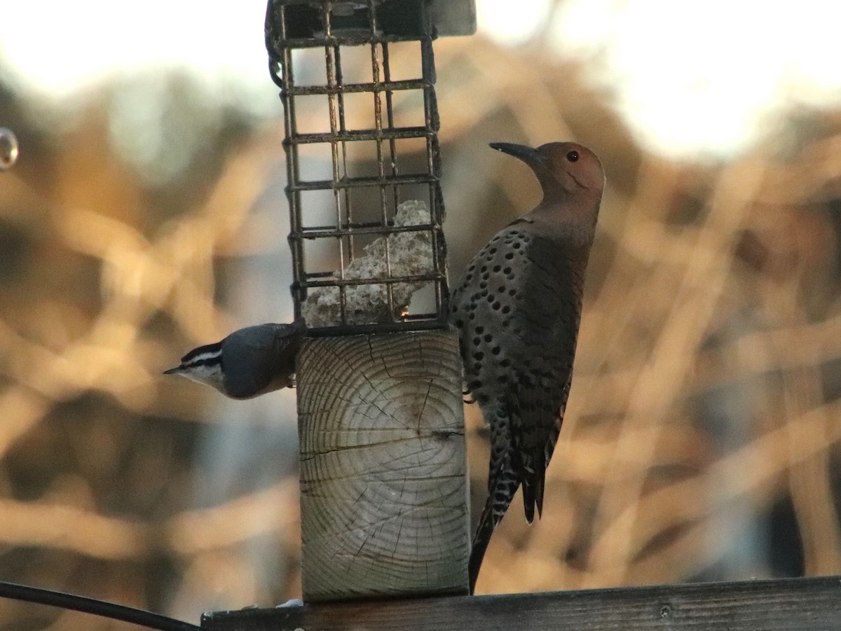 Red-breasted Nuthatch - ML646945137