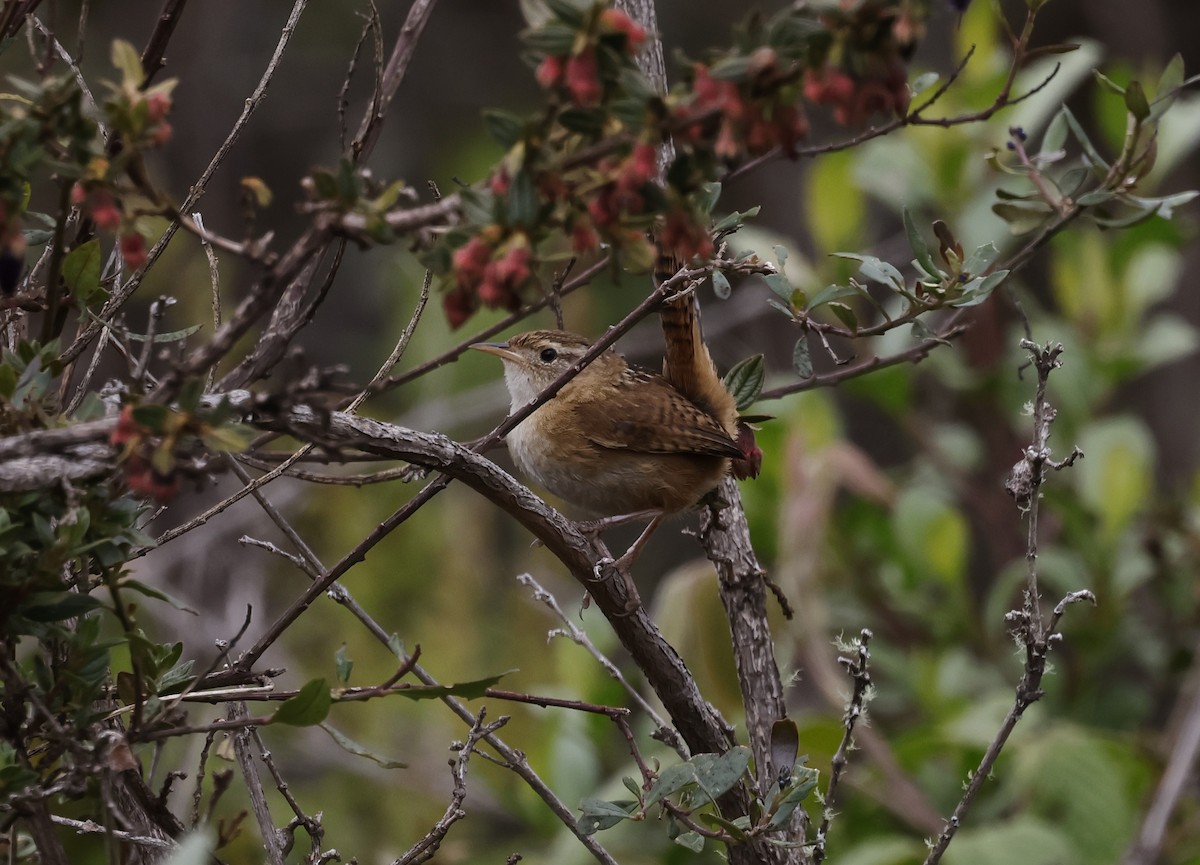 Grass Wren - ML646945138