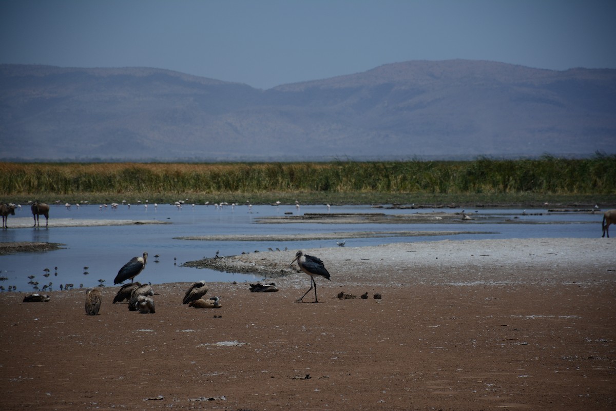 מרבו - ML646945140
