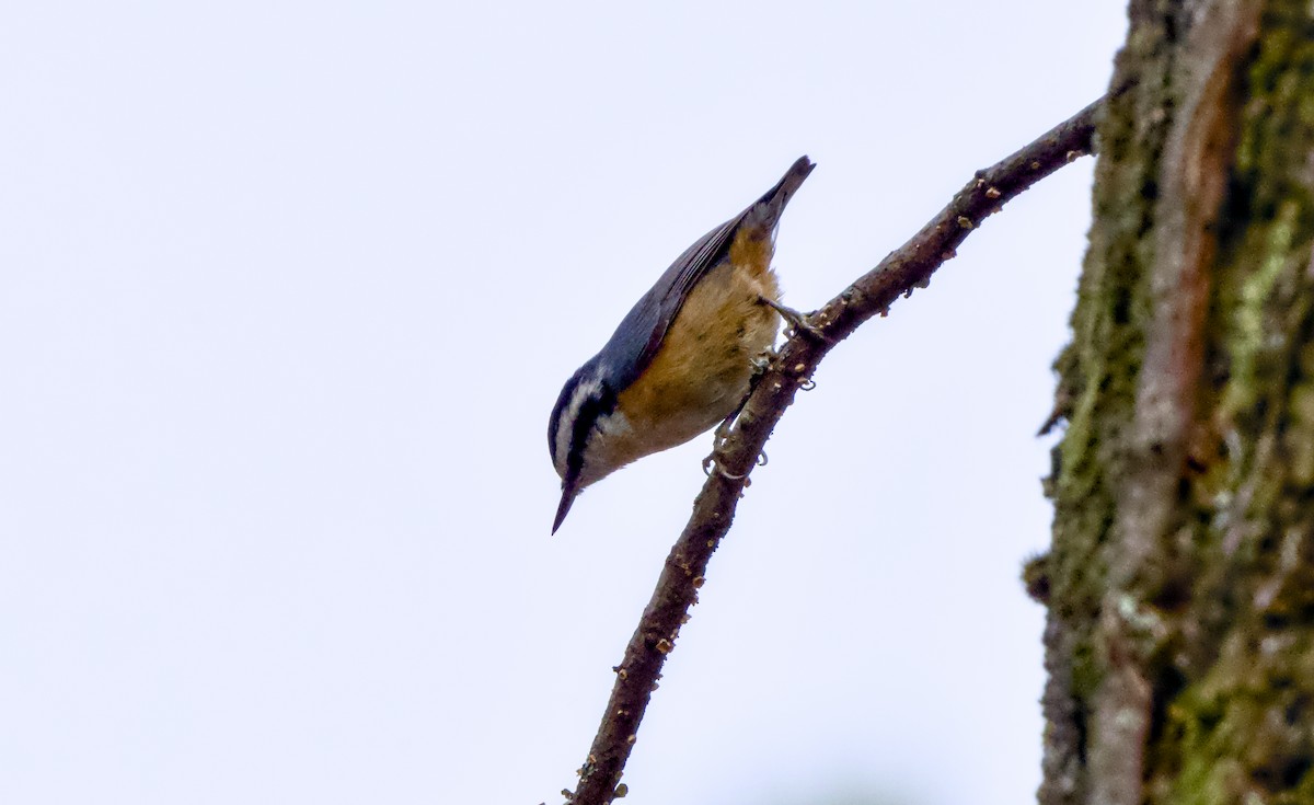 Trepador Canadiense - ML646945141