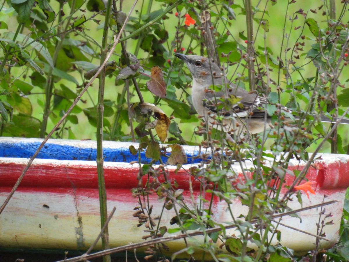 Northern Mockingbird - ML646945142