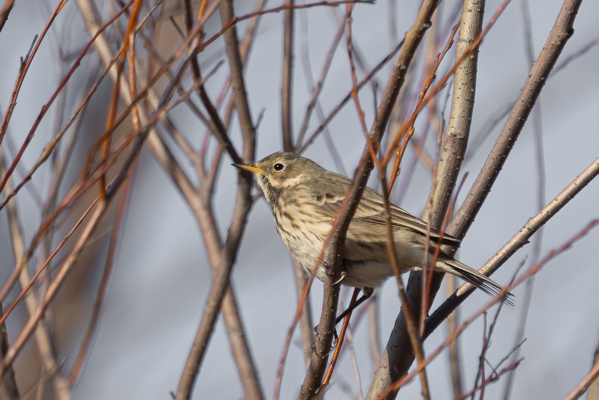 American Pipit - ML646945144