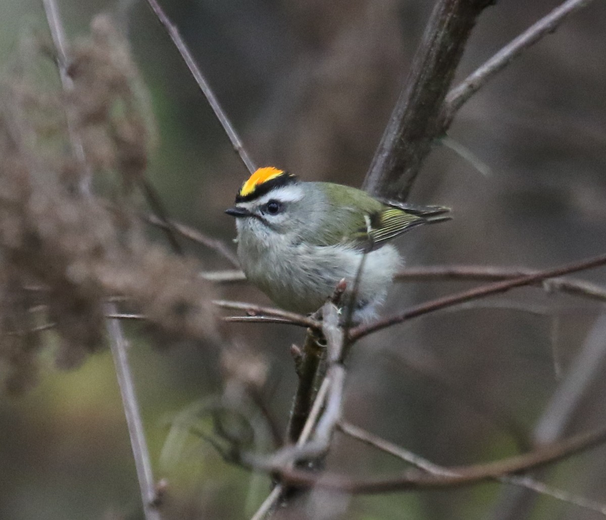 ildkronefuglekonge - ML646945145