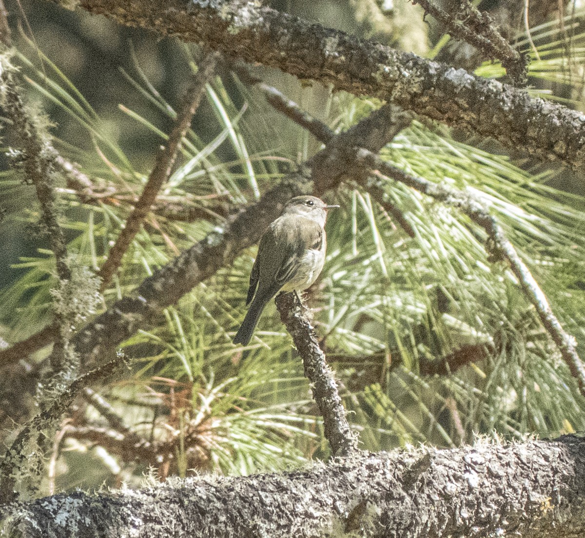 Hammond's Flycatcher - ML646945146