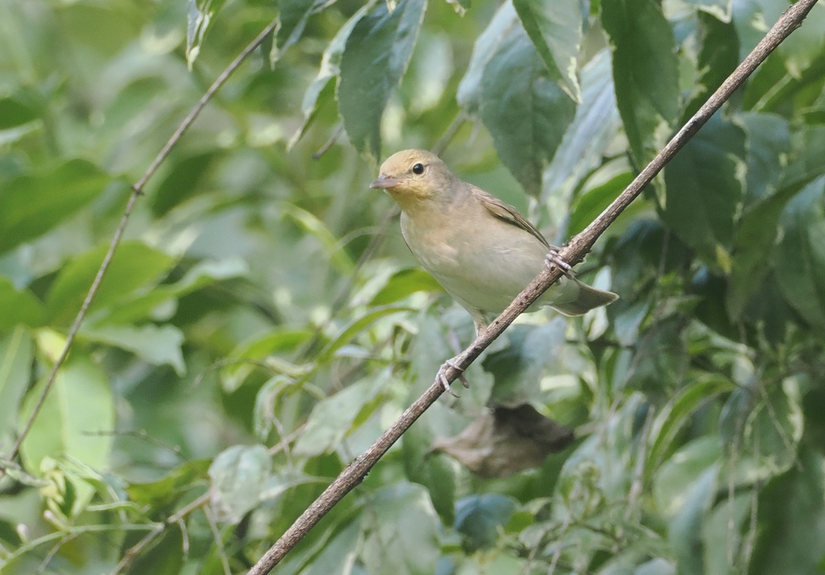 Garden Warbler - ML646945147