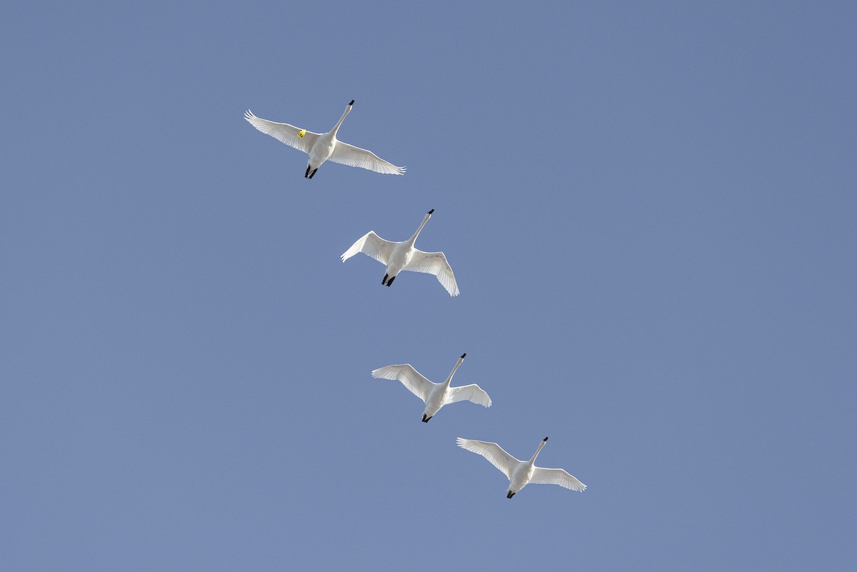 Trumpeter Swan - ML646945148