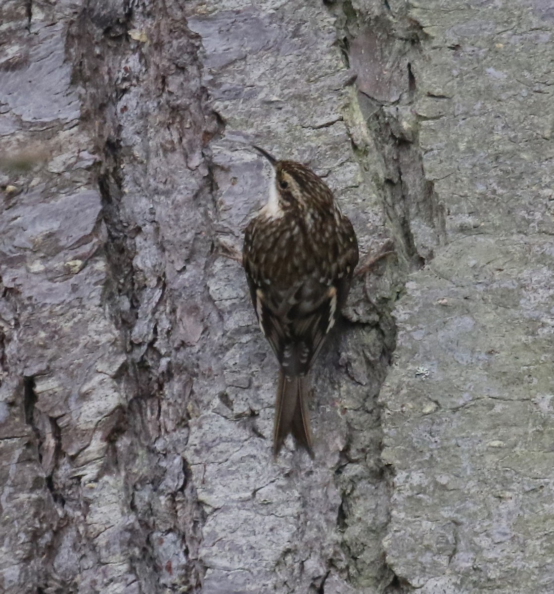 amerikatrekryper - ML646945150