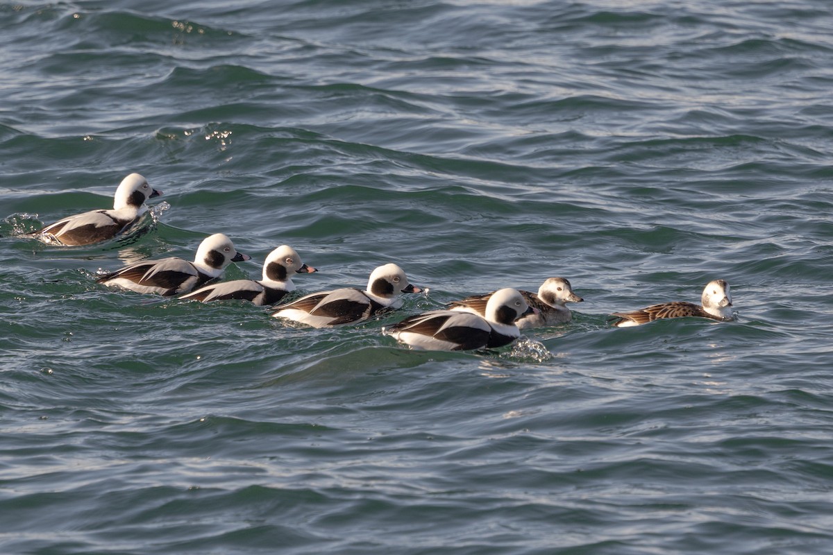 Long-tailed Duck - ML646945151