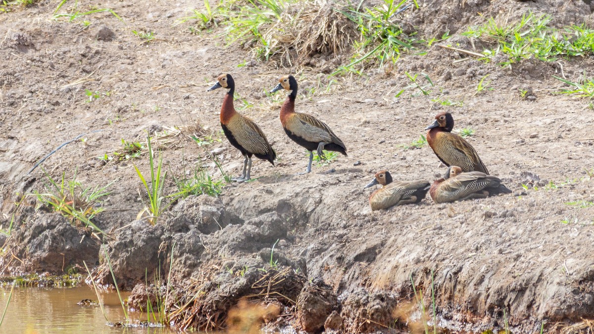 White-faced Whistling-Duck - ML646945152