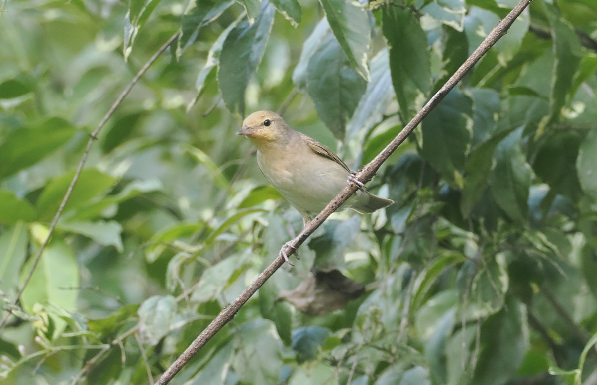 Garden Warbler - ML646945153