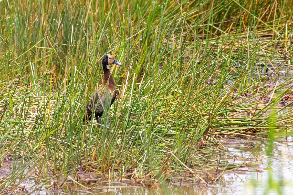 White-faced Whistling-Duck - ML646945154