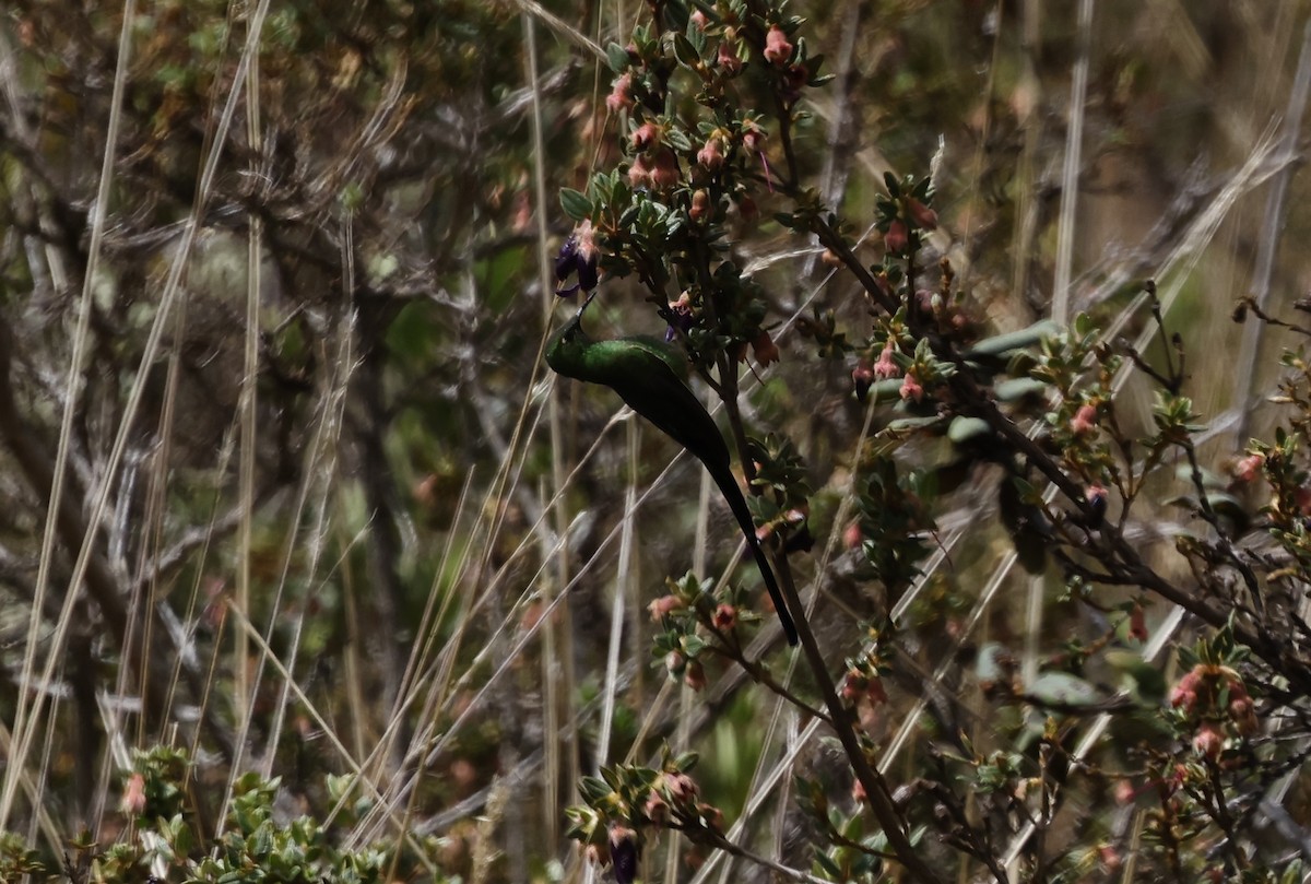 Black-tailed Trainbearer - ML646945156