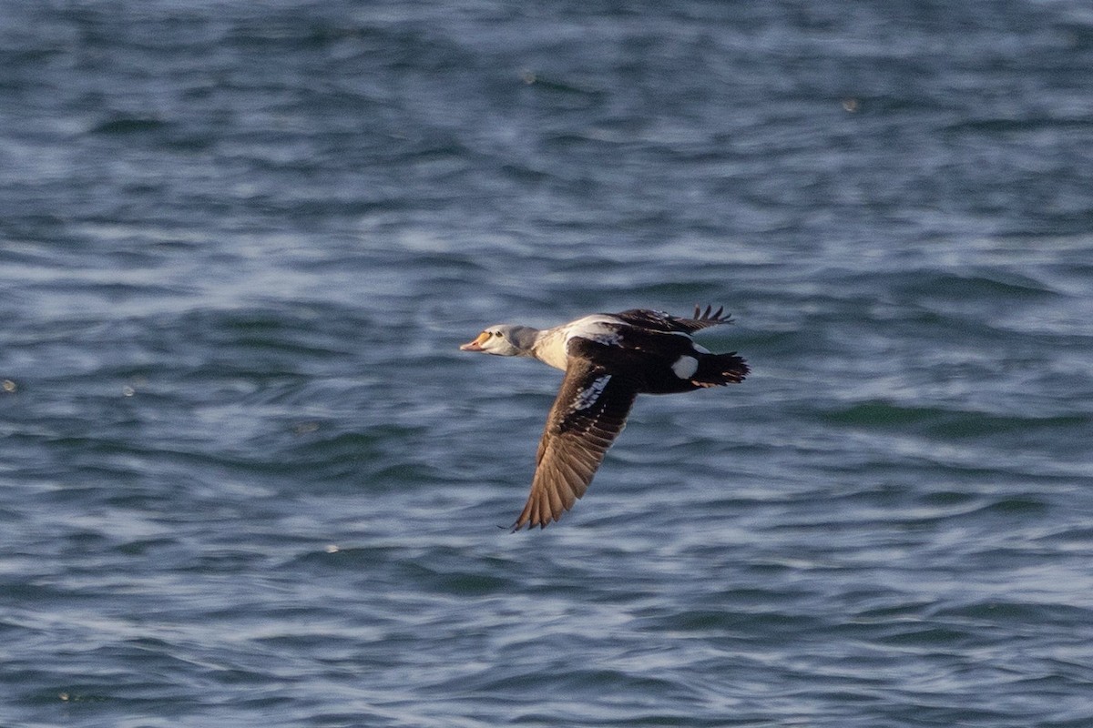 King Eider - ML646945157