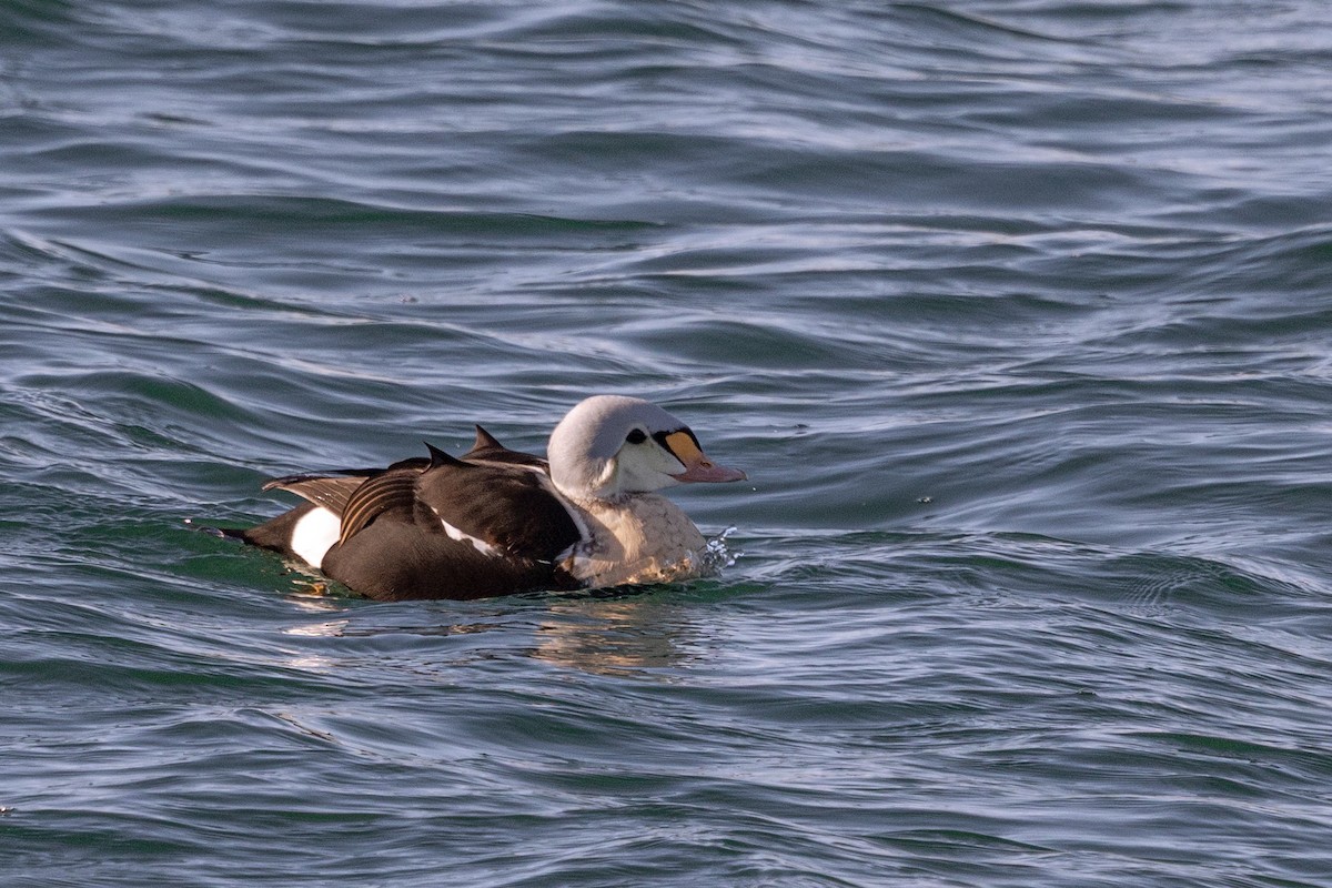 King Eider - ML646945158