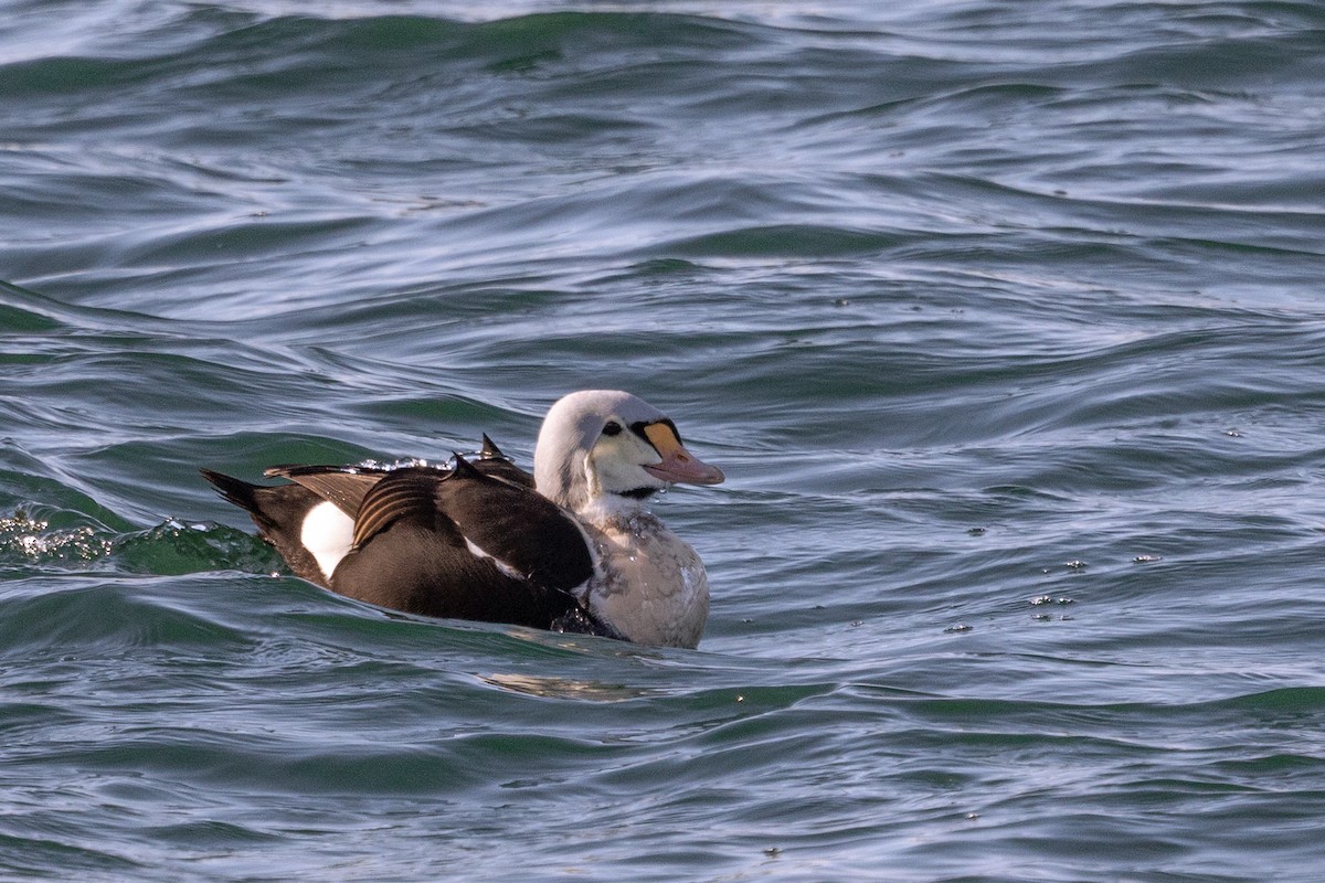 King Eider - ML646945159