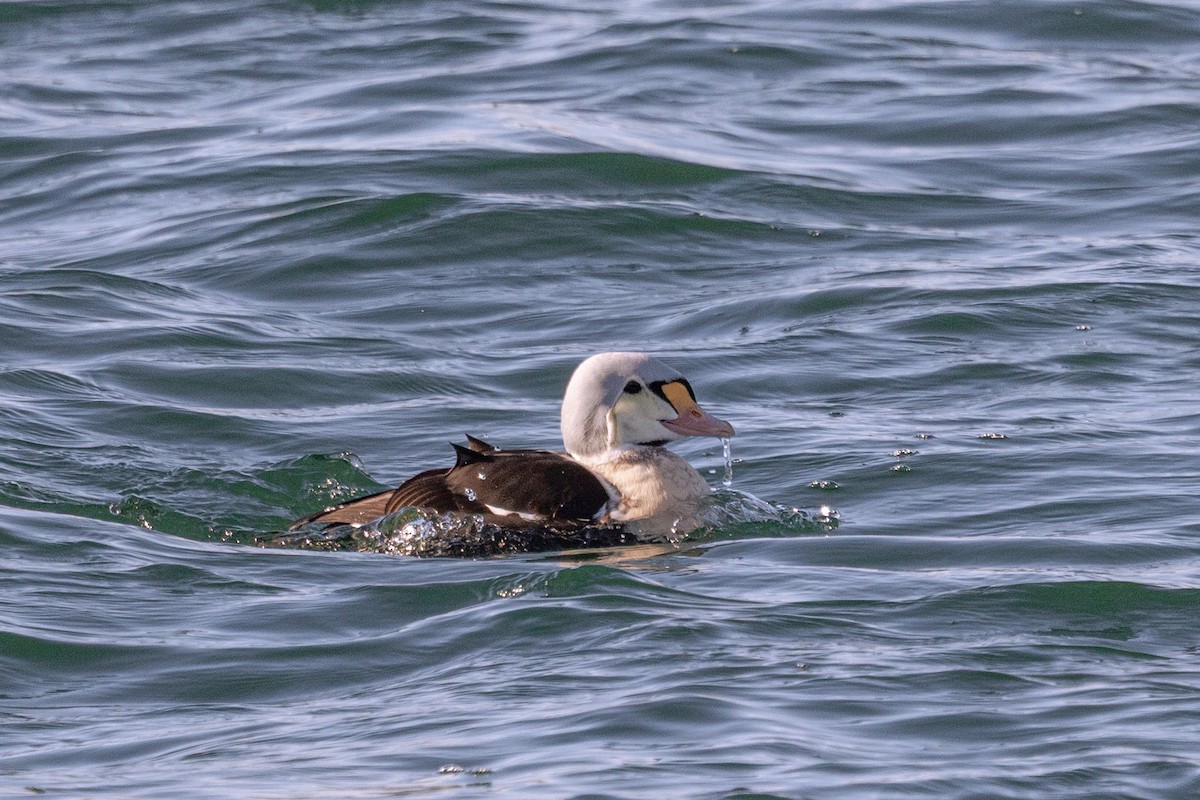 King Eider - ML646945161