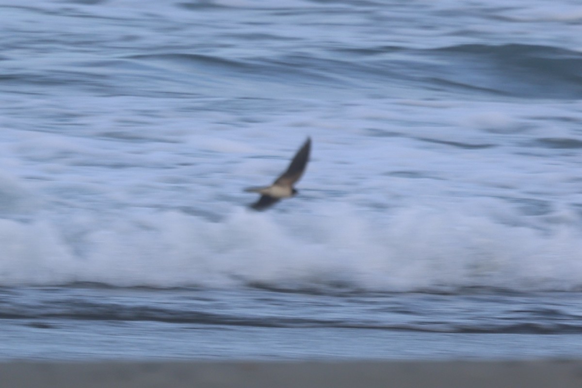 Hirondelle rustique (erythrogaster) - ML646945162