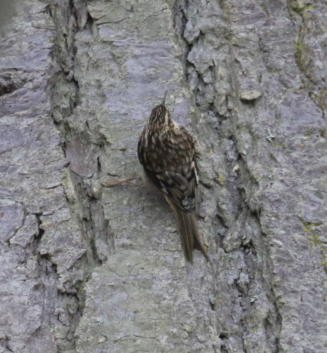 amerikatrekryper - ML646945163