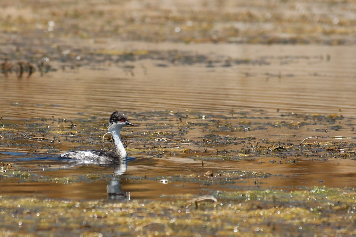 Silvery Grebe - ML646945168