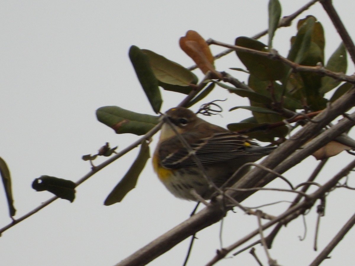 סבכון הכתר - ML646945171