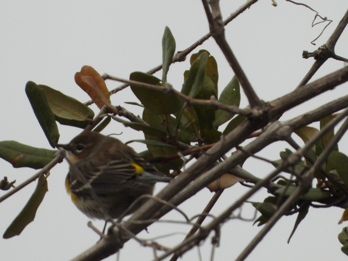סבכון הכתר - ML646945173