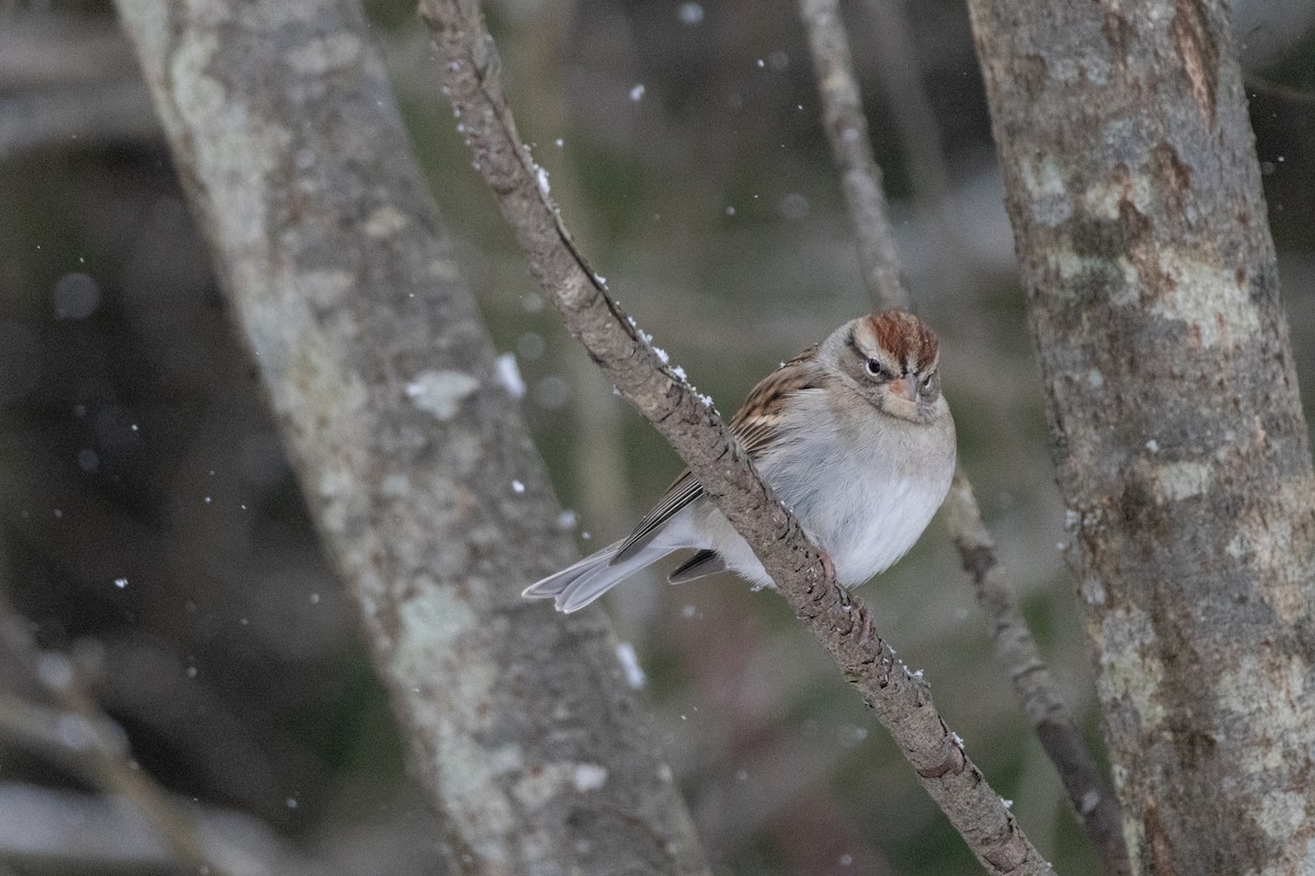 strnádka vrabcovitá - ML646945174