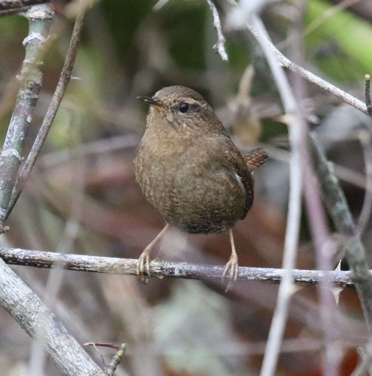 barsmett - ML646945175