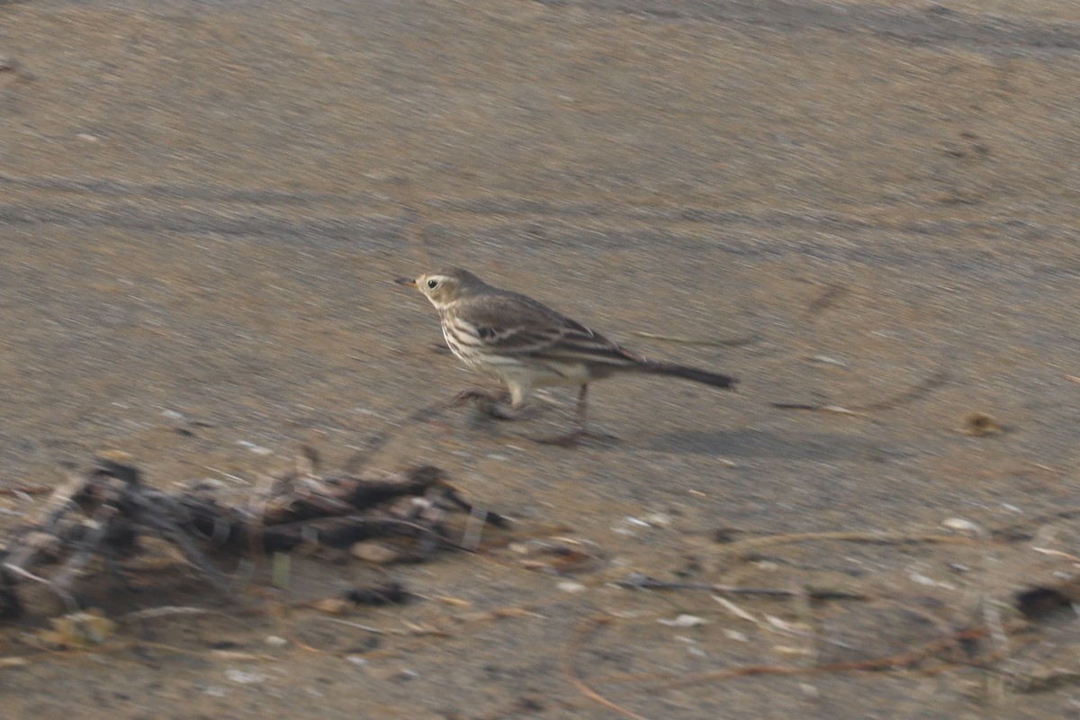 Pipit d'Amérique - ML646945176