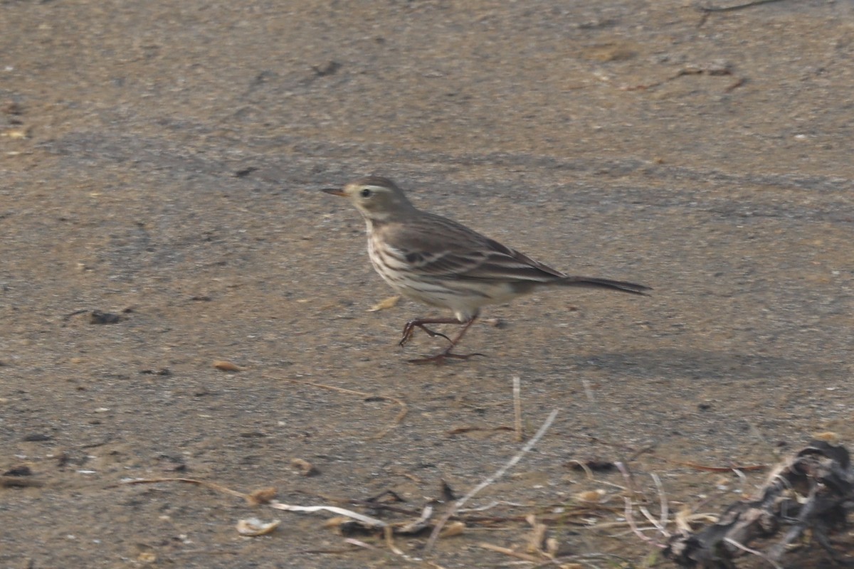 Pipit d'Amérique - ML646945177