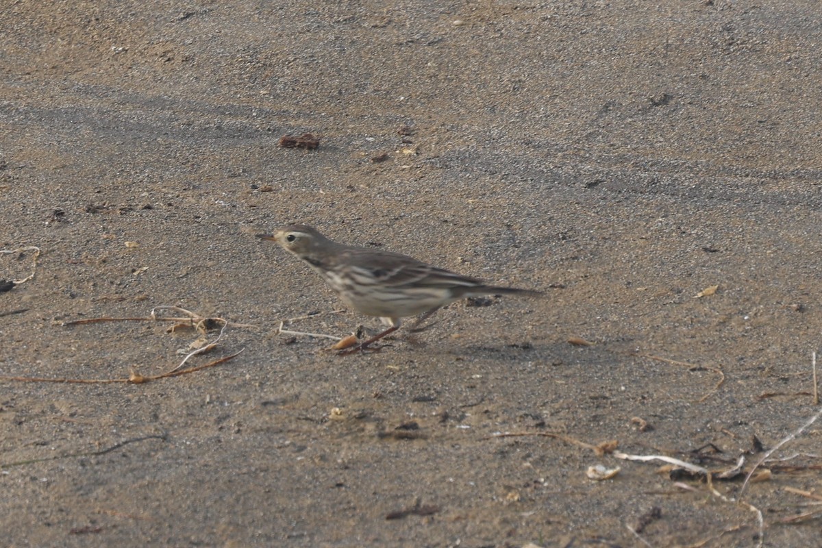 Pipit d'Amérique - ML646945178