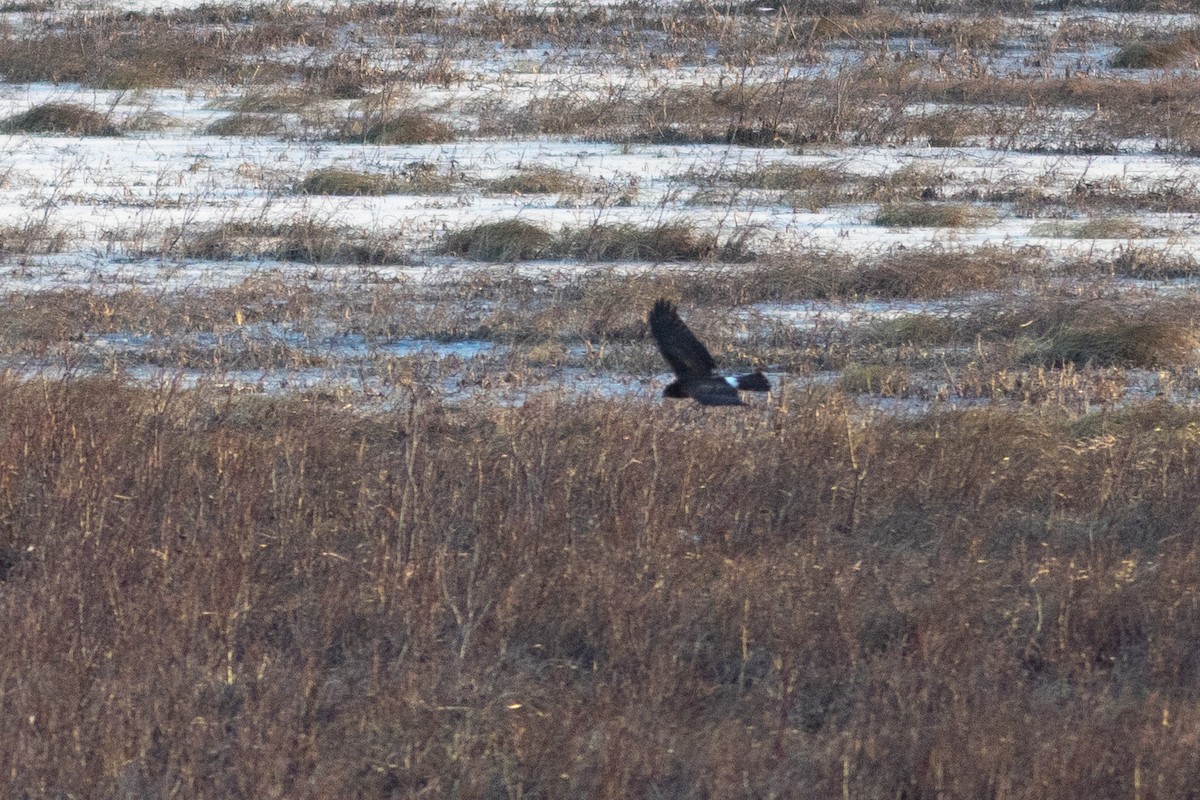 Американский лунь - ML646945179