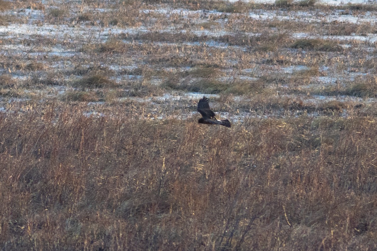 Американский лунь - ML646945180